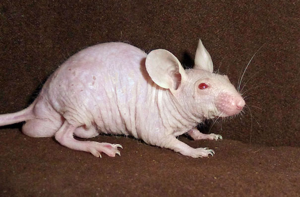 These 15 Animals Without Hair Are Barely Recognizable