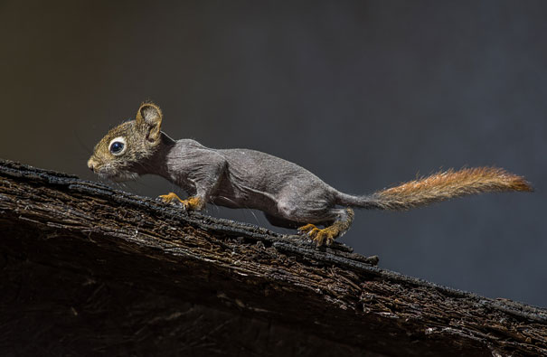 hairless and bald squirrel on a branch 