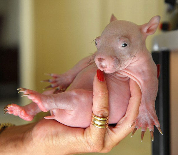 woman holding hairless and bald Wombat