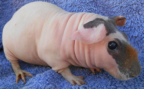 hairless and bald Guinea Pig 