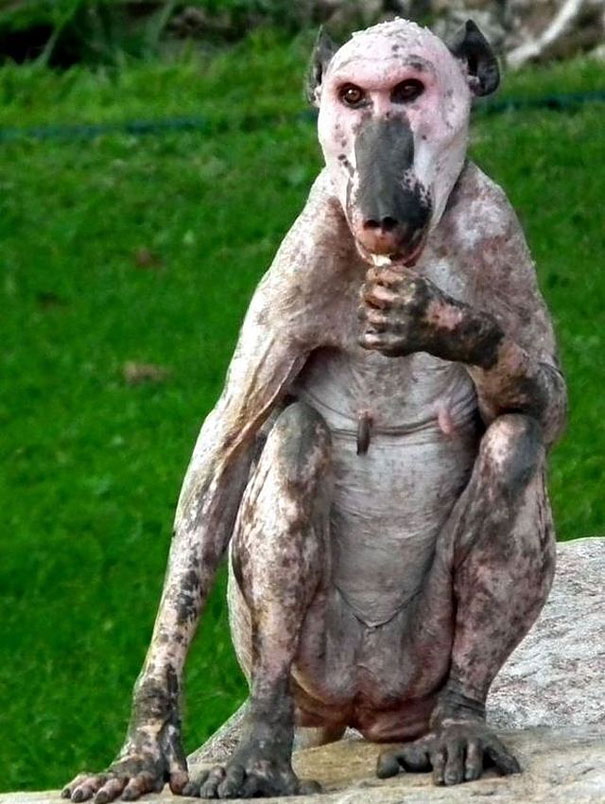hairless and bald Baboon sitting on a rock and eating 
