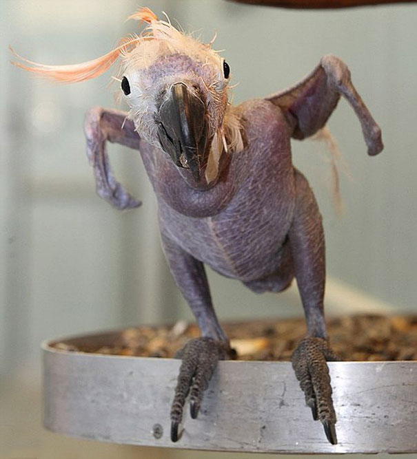 Hairless and bald Parrot 