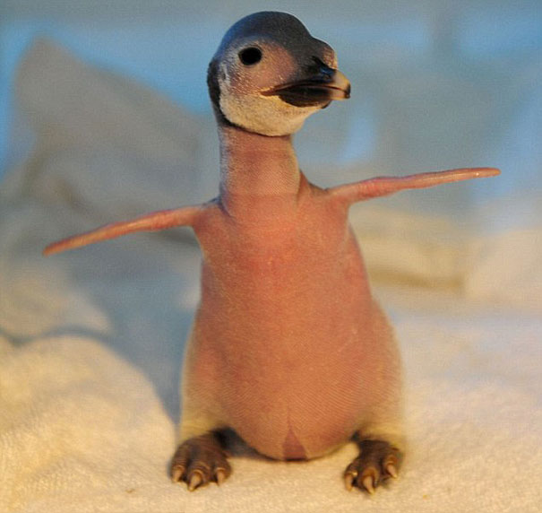 Hairless and bald penguin with his wings up 