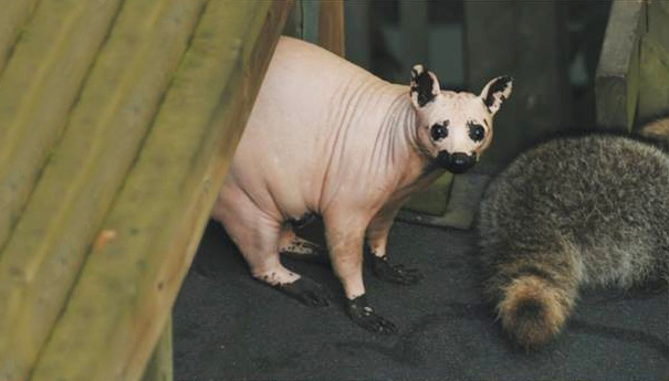 These 15 Animals Without Hair Are Barely Recognizable