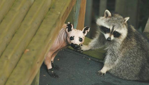 hairless and bald Raccoon next to a normal raccoon 