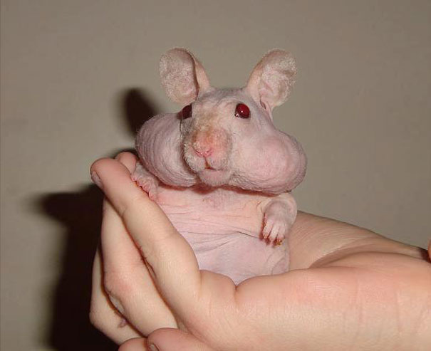 Person holding hairless and bald Hamster 