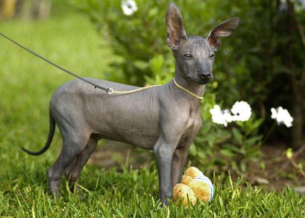 grey hairless and bald dog with one ear up 