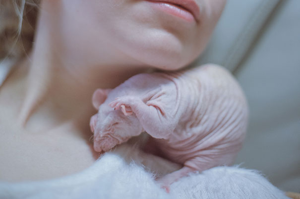 hairless and bald rat on woman's shoulder
