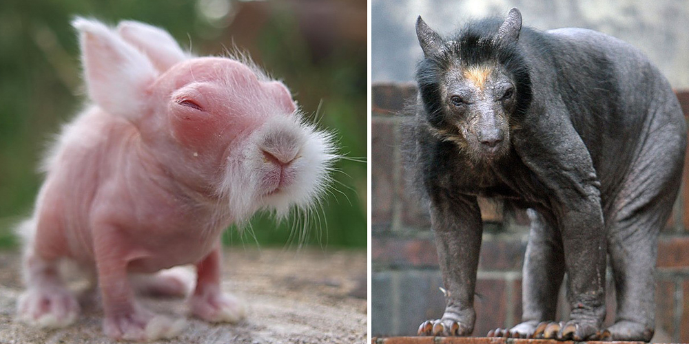 These 15 Hairless Animals Are Barely Recognizable | Bored Panda