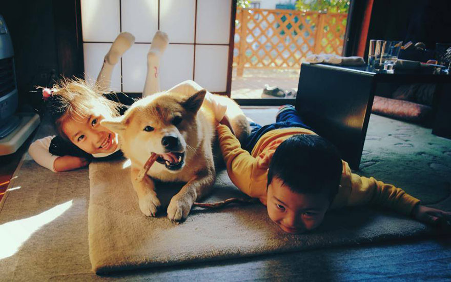 Meet Maru, The Smiliest Dog In Japan