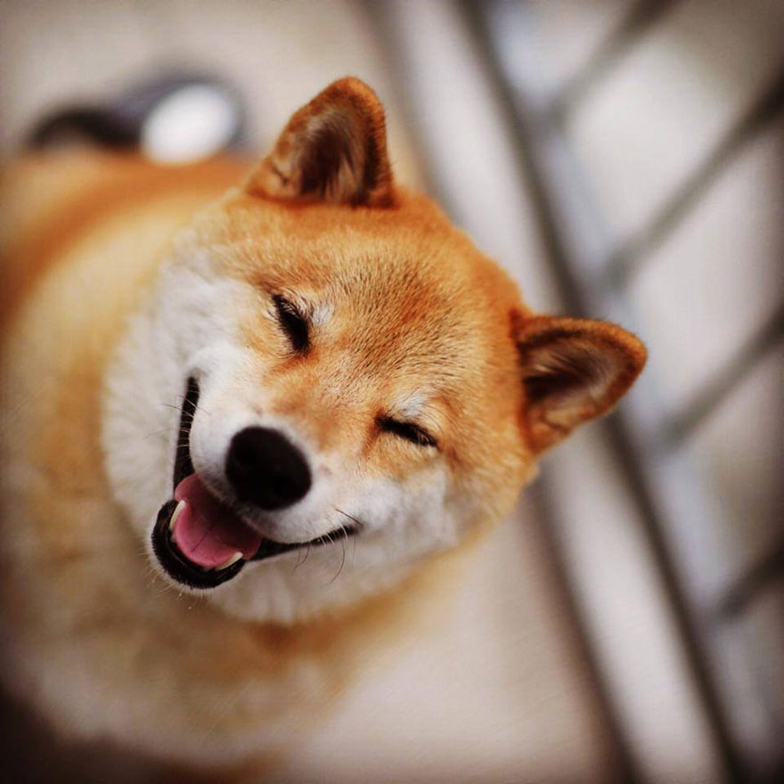 Meet Maru, The Smiliest Dog In Japan