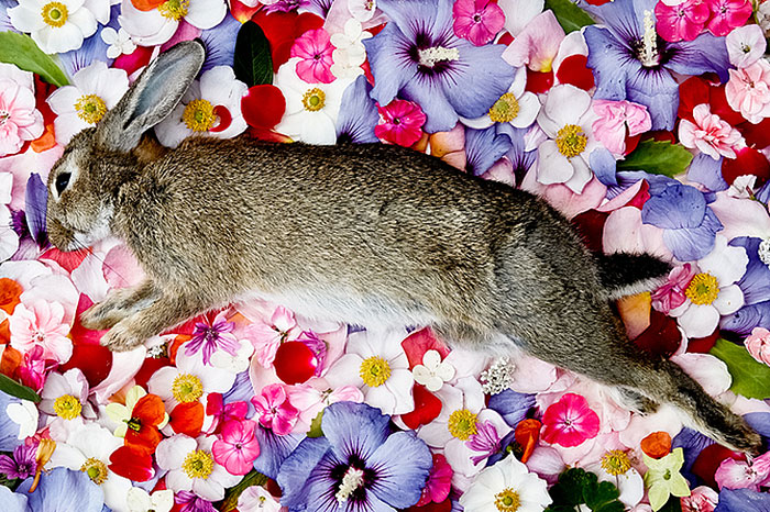 Artist Honors Dead Animals By Photographing Them Beautifully On Beds Of Flowers