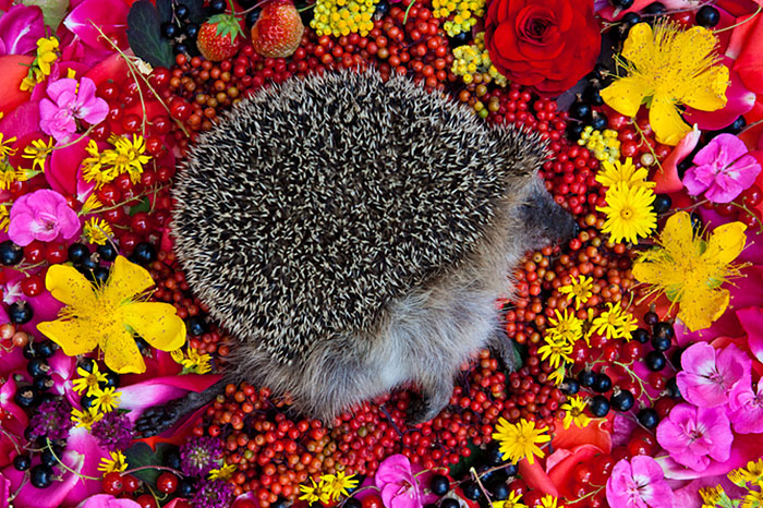 Artist Honors Dead Animals By Photographing Them Beautifully On Beds Of Flowers