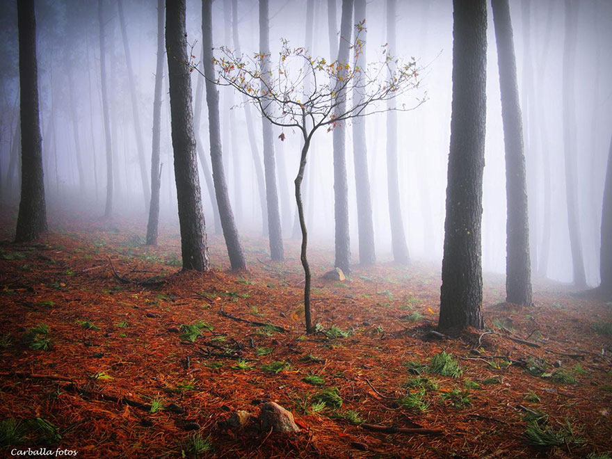 Mystical Spanish Forests Captured In Enchanting Photos By Guillermo Carballa