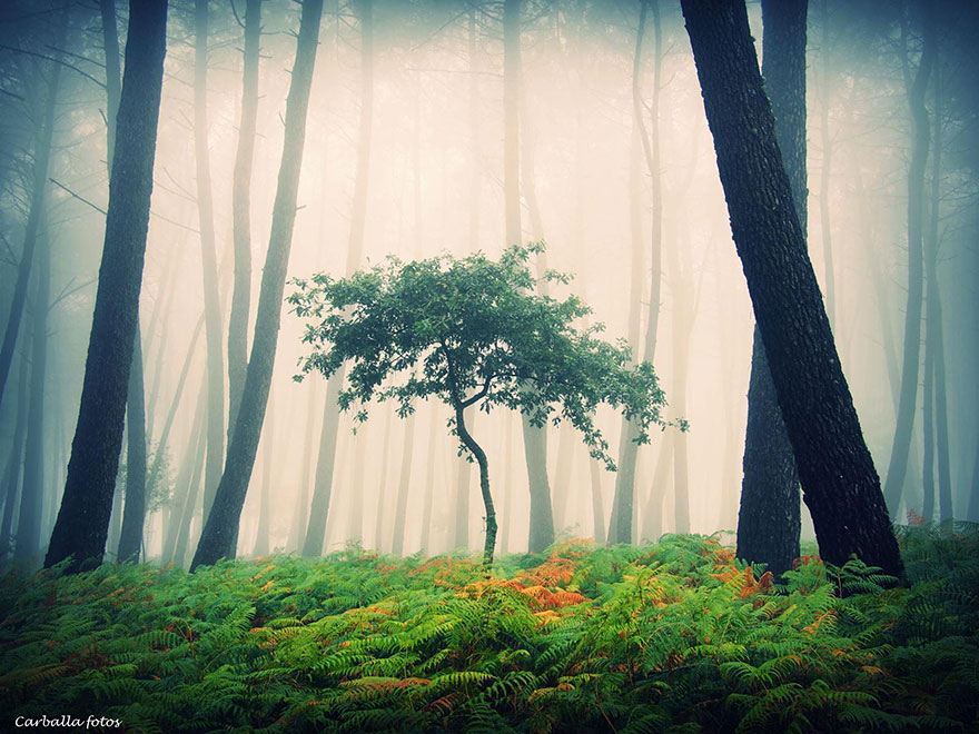 mystic-forest-lanscapes-guillermo-carballa-4