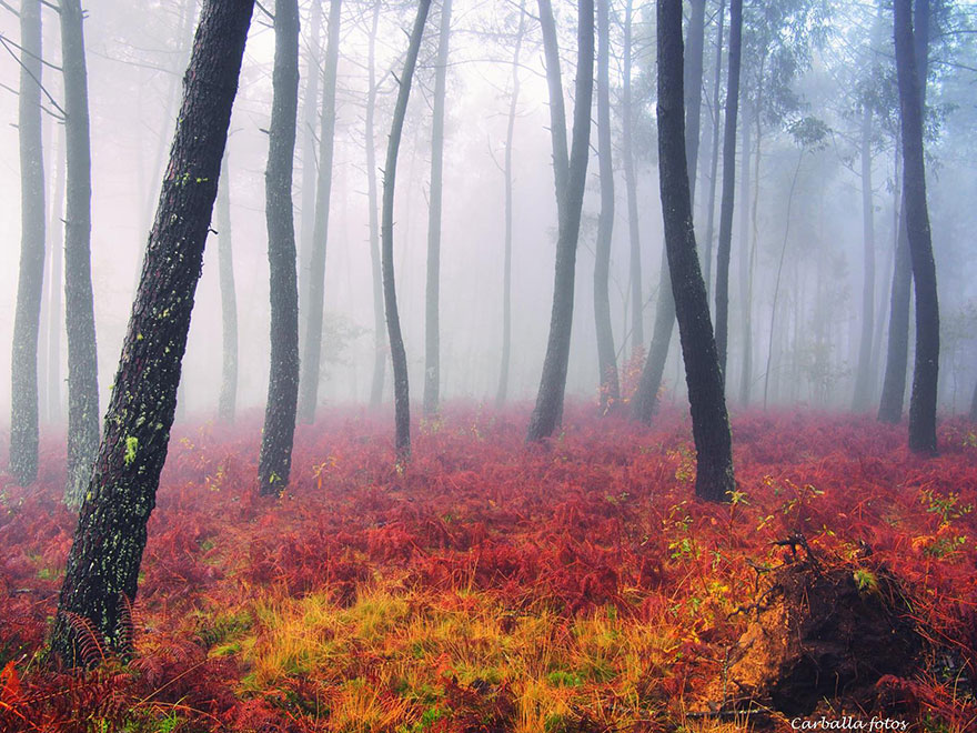 Mystical Spanish Forests Captured In Enchanting Photos By Guillermo Carballa