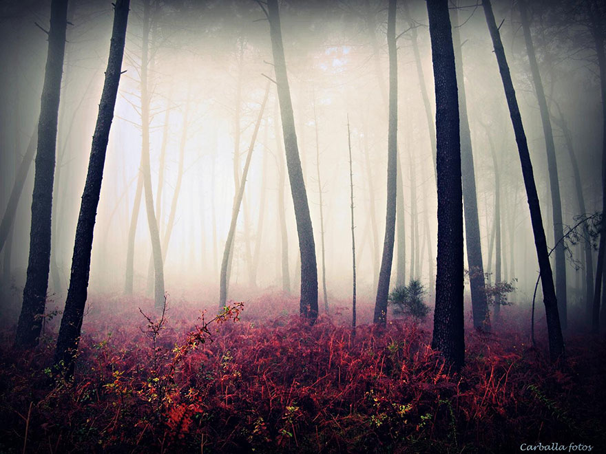 mystic-forest-lanscapes-guillermo-carballa-7