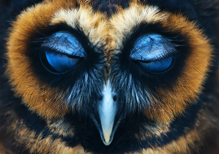 112 Majestic Owls Caught On Camera