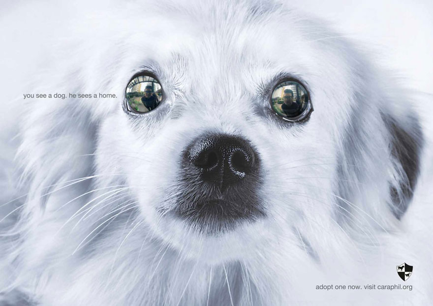 public-social-ads-animals-105