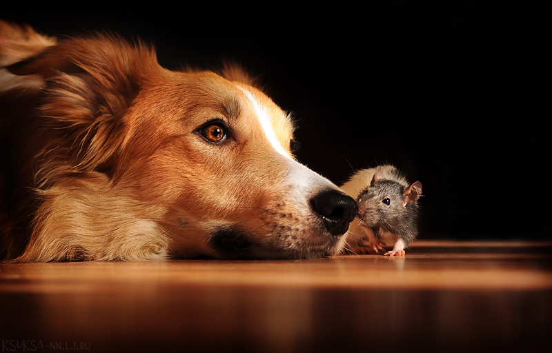 Playful Dog Portraits By Russian Photographer Ksenia Raykova 