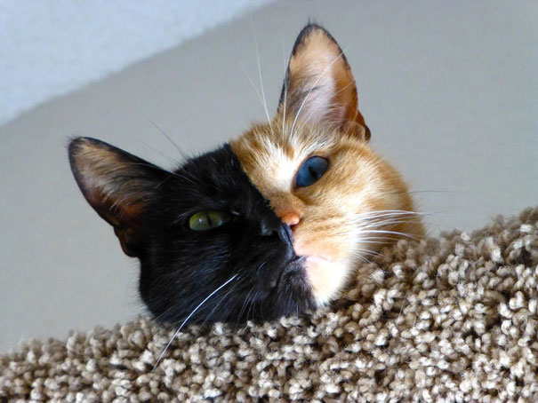 two-faced-chimera-cat-venus-14