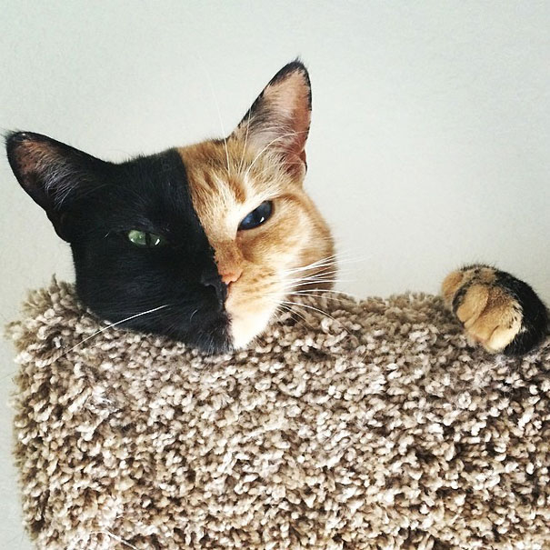 two-faced-chimera-cat-venus-3
