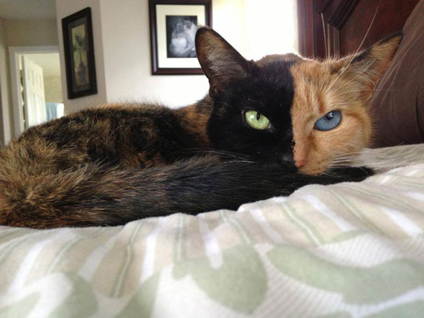 Meet Venus, A Cat With Two Faces