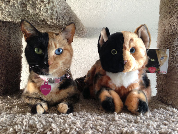 Meet Venus, A Cat With Two Faces