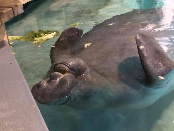 66-year-old-manatee-snooty-11