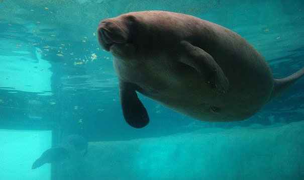 66-year-old-manatee-snooty-13