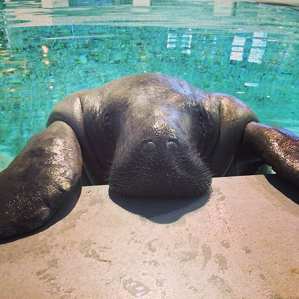 66-year-old-manatee-snooty-4