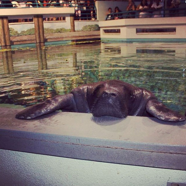 Happy Birthday, Snooty! The World's Oldest Known Manatee Turns 66