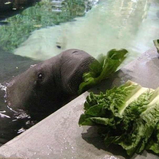 66-year-old-manatee-snooty-8