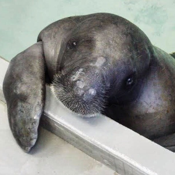 66-year-old-manatee-snooty-9