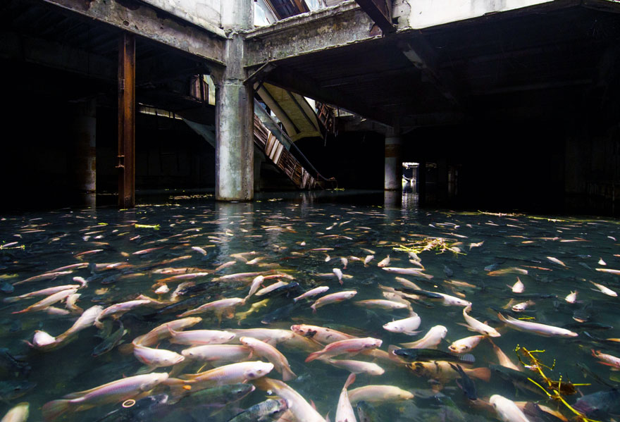 This Abandoned Shopping Mall In Bangkok Has Been Taken Over By Fish