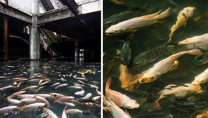 This Abandoned Shopping Mall In Bangkok Has Been Taken Over By Fish