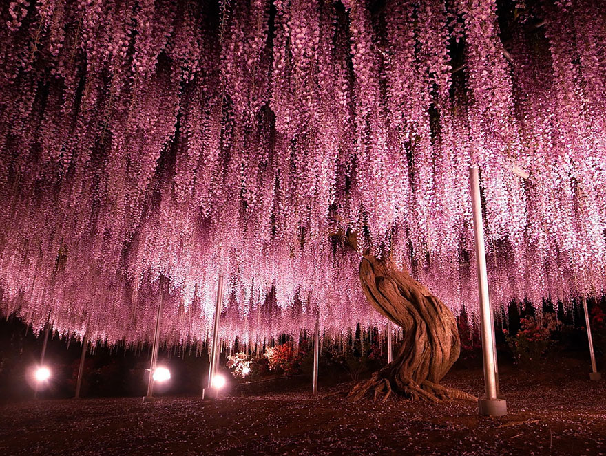 16 Of The Most Magnificent Trees In The World