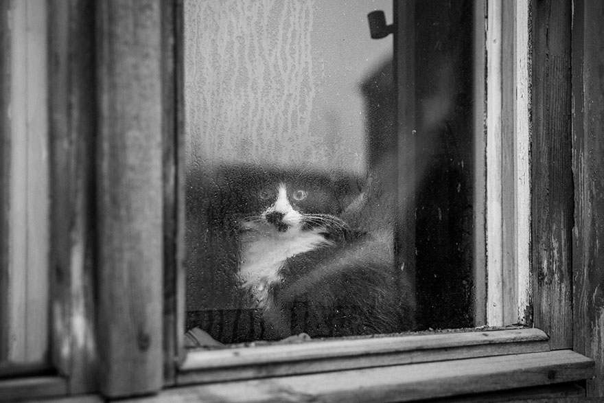 cat-waiting-window-1