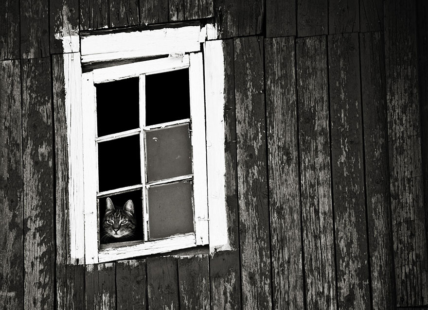 cat-waiting-window-10