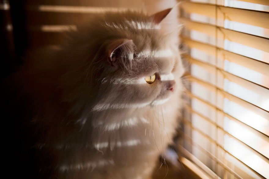 cat-waiting-window-12