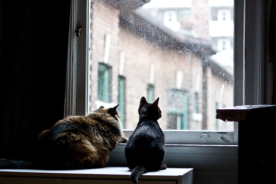 cat-waiting-window-30