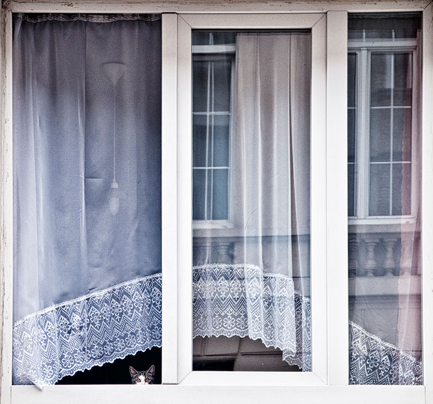 cat-waiting-window-40
