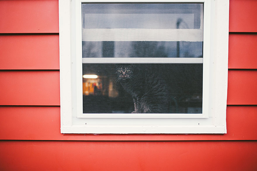 cat-waiting-window-49