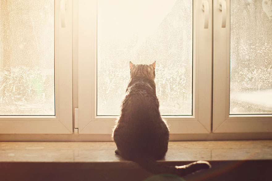 30 Melancholic Cats Waiting For Their Humans To Return