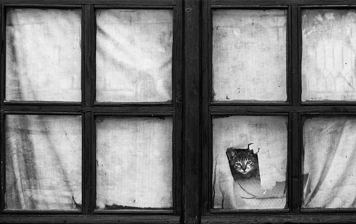 30 Melancholic Cats Waiting For Their Humans To Return
