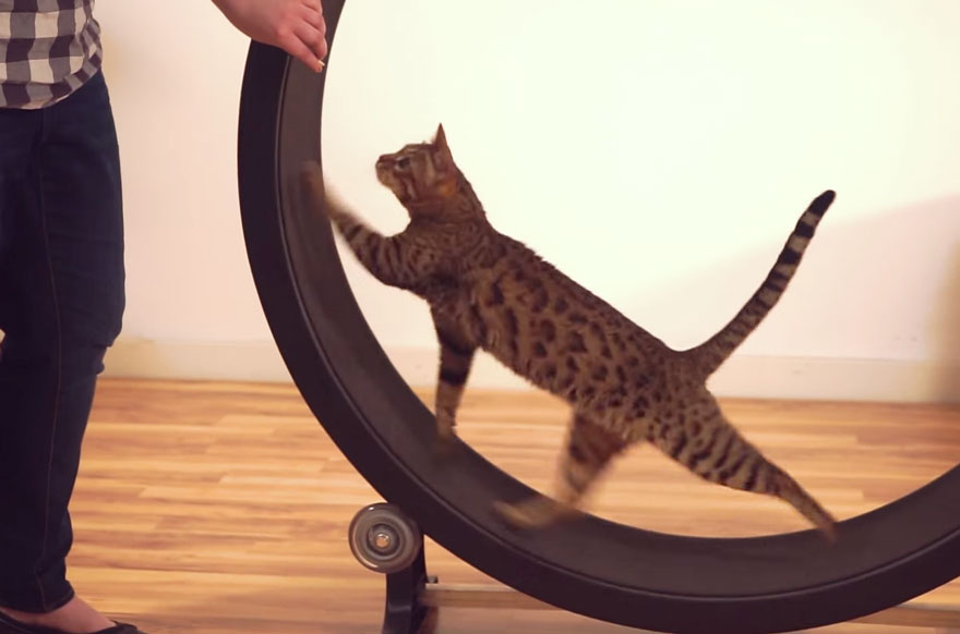 One Fast Cat: A Hamster Exercise Wheel For Cats