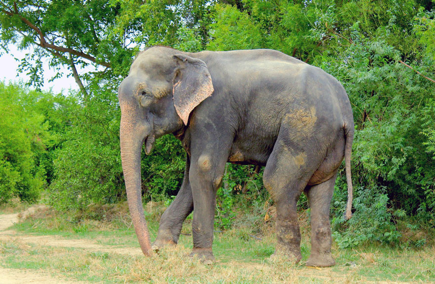 crying-elephant-raju-rescued-chained-50-years-1