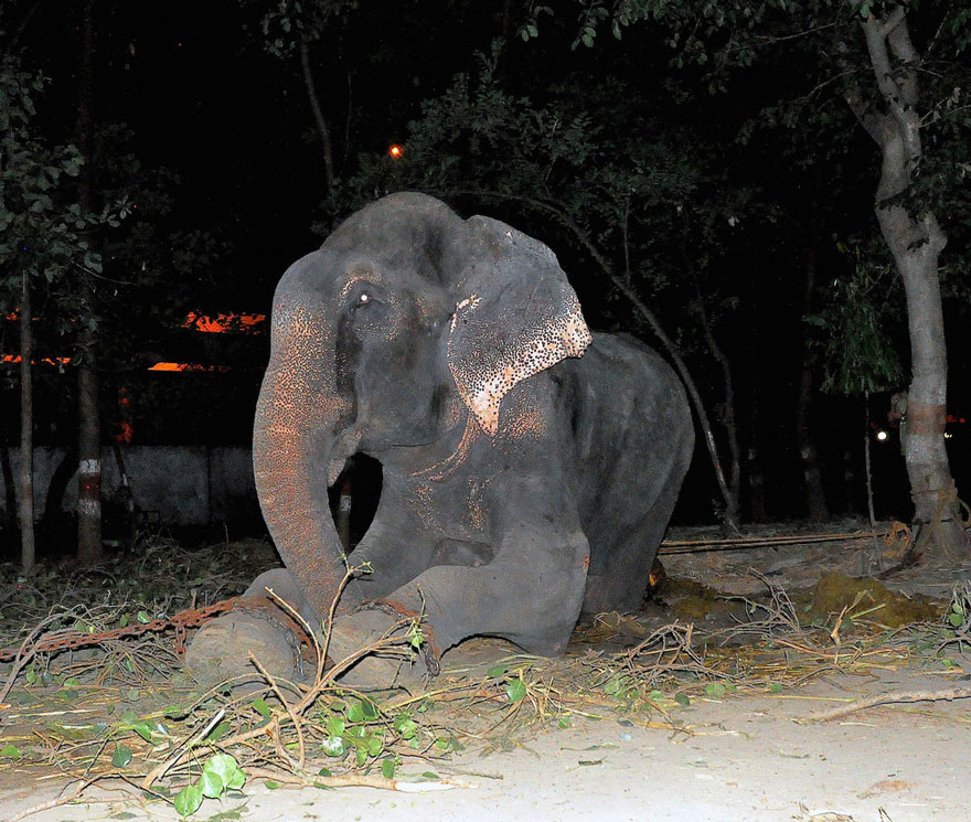 Elephant Raju Cries After Being Rescued From 50 Years Of Suffering In Chains