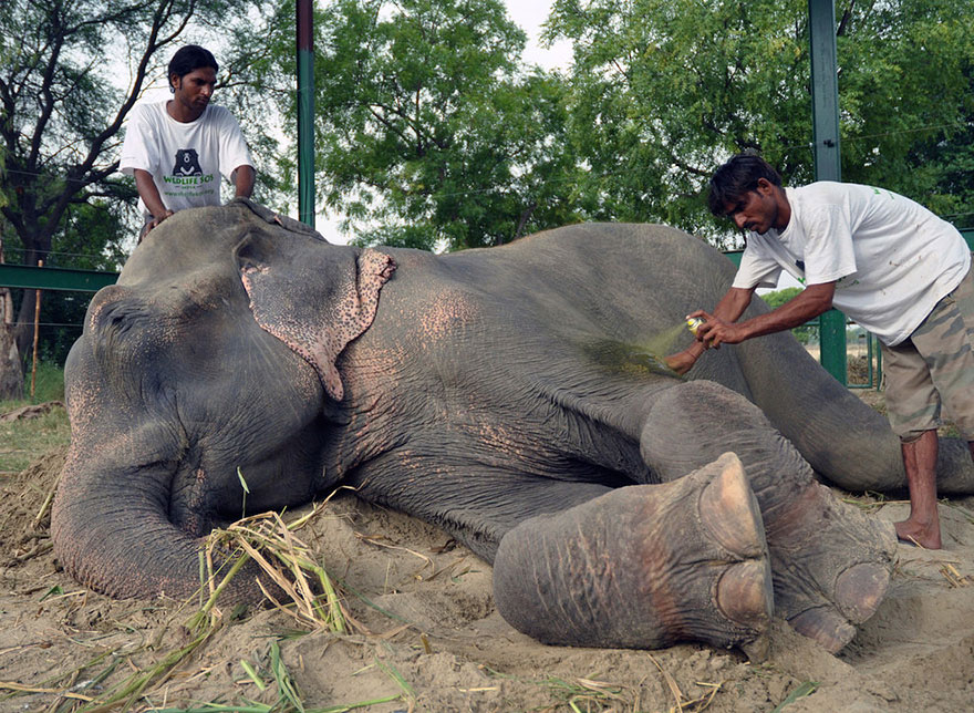 crying-elephant-raju-rescued-chained-50-years-6