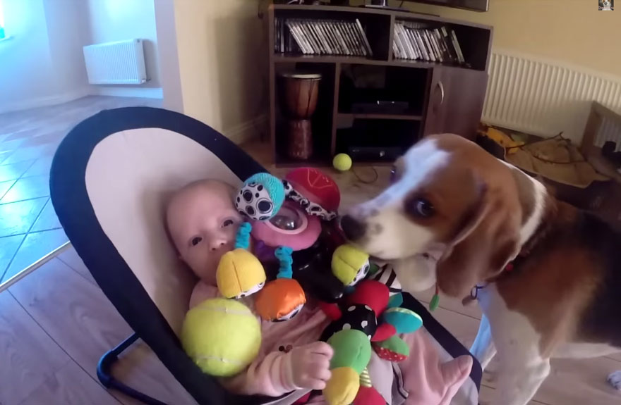 Watch This Dog's Adorable Apology After He Steals A Baby Girl's Toy